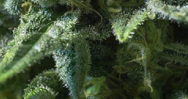 blueberry-aroma