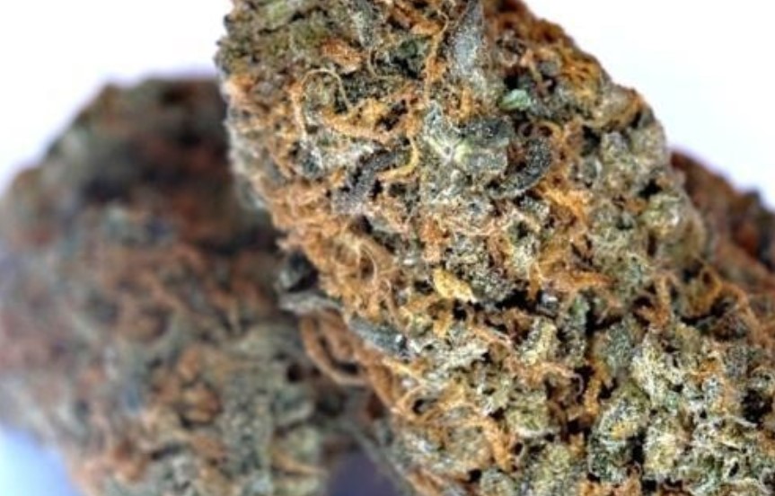 Chocolate Kush Strain Review I Love Growing Marijuana