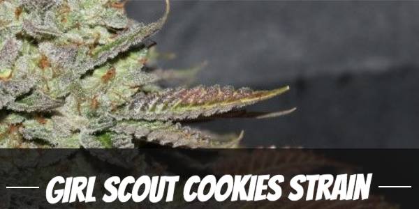 Girl Scout Cookies Strain