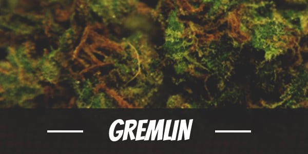 Gremlin Strain