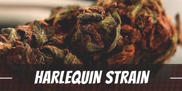 Harlequin