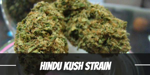 Hindu Kush Strain