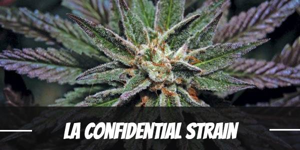 LA Confidential Strain