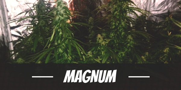 Magnum Strain