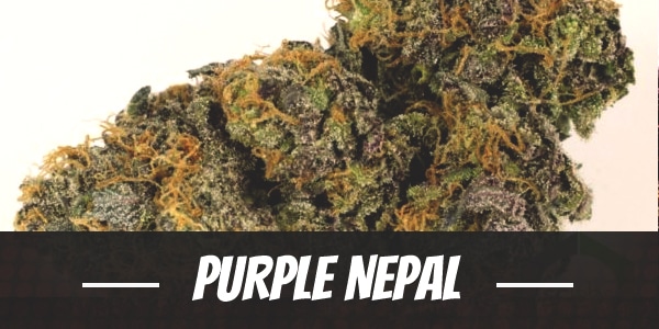 Purple Nepal Strain