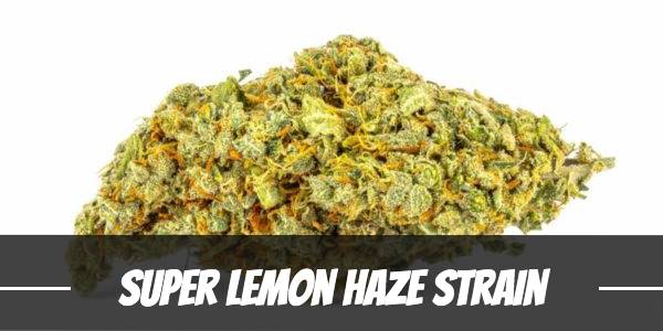 Super Lemon Haze Strain
