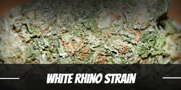 White Rhino Strain