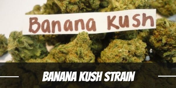 Banana Kush Strain
