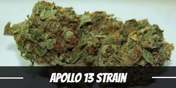 Apollo 13 Strain Review Origin Effects Yield More