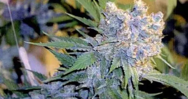 ArcticBlue