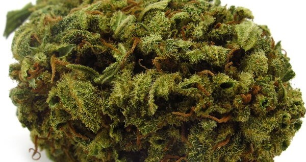 Blackberry Diesel Adverse Reaction