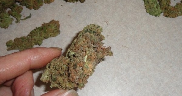 Blackberry Diesel Effects