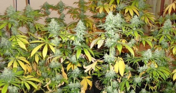 Blackberry Diesel Medical