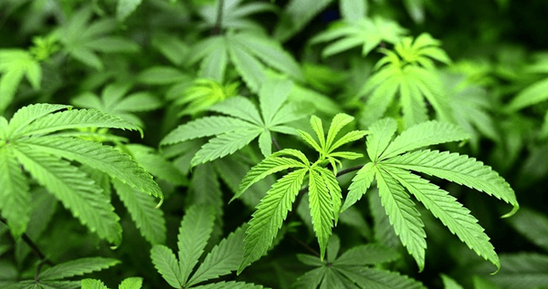 5 Moments You’ll Have on A Cannabis Grow Tour in Denver, Colorado