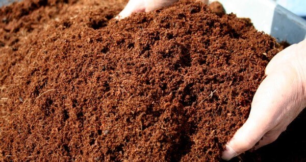 Coco Coir and Growing Cannabis