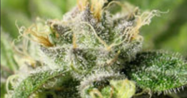 Crytalberry Medical