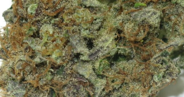 Dutch Thunder Fuck Medical