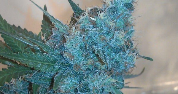 Electric Kool Aid Adverse Reaction