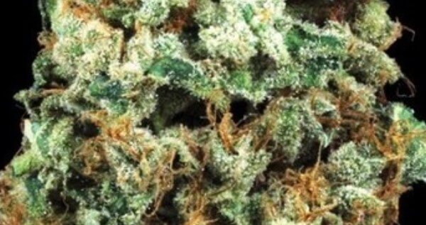 Electric Lemon G Adverse Reaction