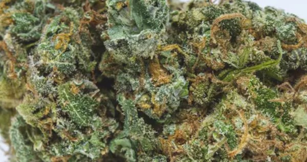Electric Lemon G Medical