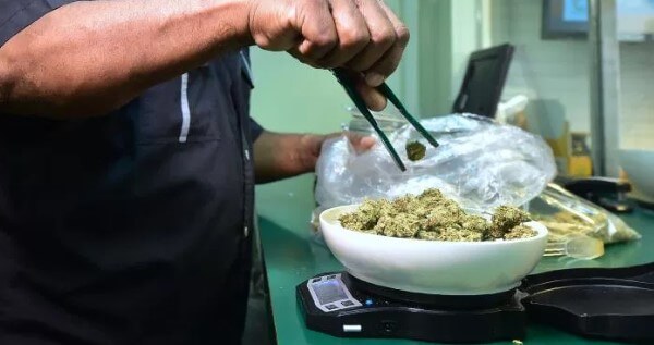 Entry level marijuana jobs in California