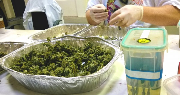 Entry level marijuana jobs in Colorado