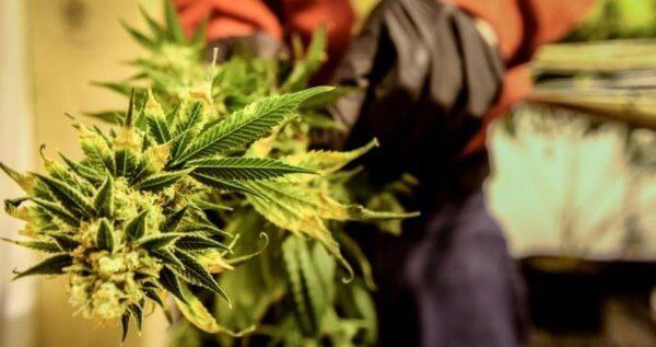 Entry level marijuana jobs in Massachusetts