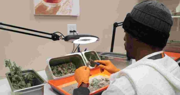 Entry level marijuana jobs in Nevada