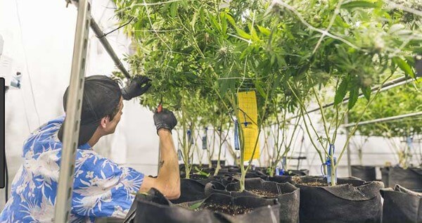 Entry level marijuana jobs in Vermont