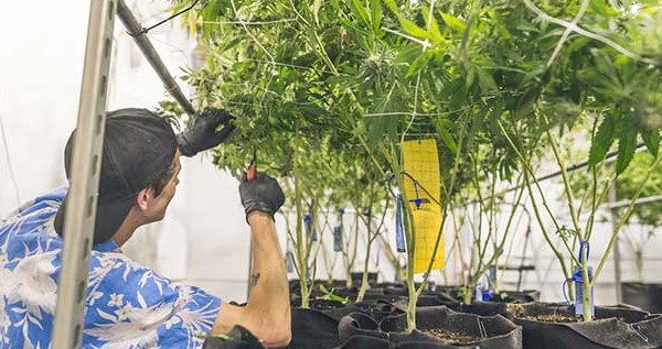 Entry level marijuana jobs in Washington