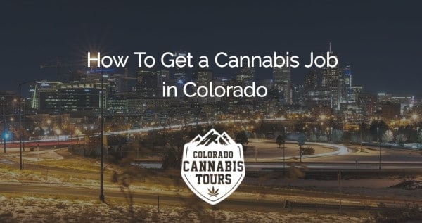 How To Become A Trimmer Or Budtender In Colorado