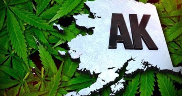 How To Get A Trimmer Or Budtender Job In Alaska
