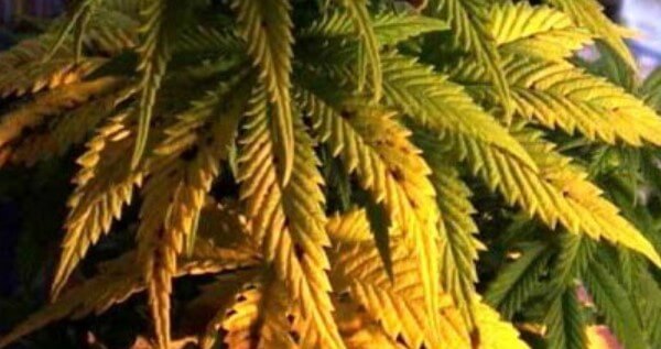 Identifying lack of nutrients