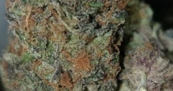 Jungle Juice Medical