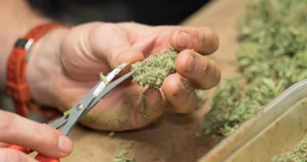 Legal requirements to become a trimmer in Washington