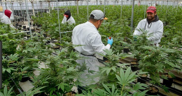 Legal requirements to become a trimmer or budtender in California