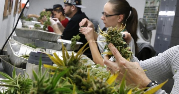 Legal requirements to become a trimmer or budtender in Colorado