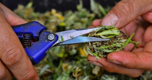 Legal requirements to become a trimmer or budtender in Nevada