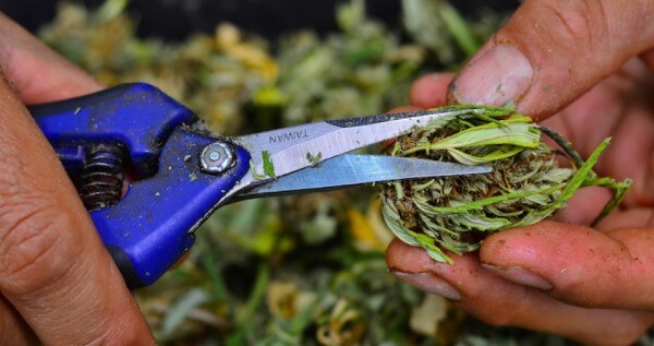 Legal requirements to work as a trimmer or budtender in Massachusetts