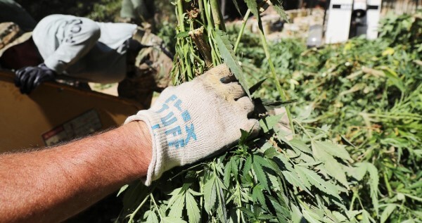 Legal requirements to work as a trimmer or budtender in Vermont
