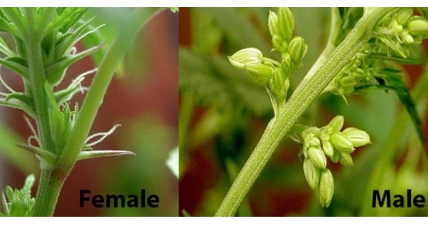 Male vs Female plant