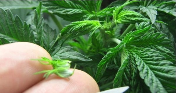 Pruning Marijuana Plants