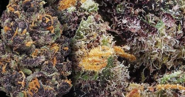 Purple Tangie Effects