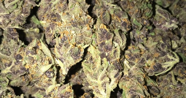 Purple Tangie Medical