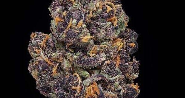 Purple Tangie