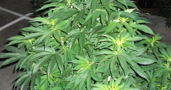 Result off 36 hours darkness while growing