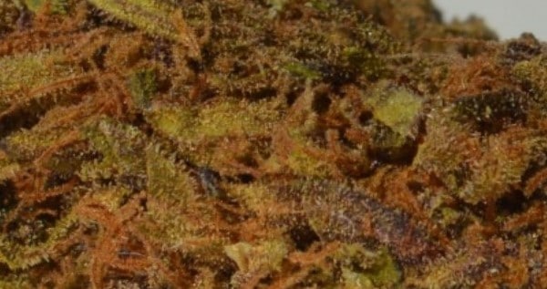 Sexxpot Medical