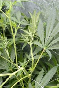 Step 3 – Let branch support on plant