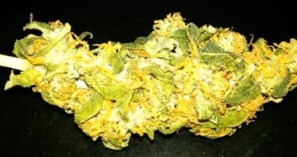 Super Chronic Adverse Reaction