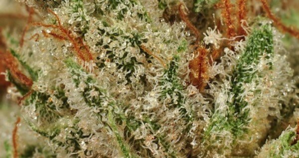 Super Chronic Effects